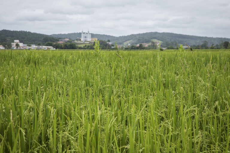 Sem preço consistente, arroz preocupa produtor mundial - 27/05/2026 - Vaivém